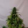 семена культурной конопли купить Kaboom aka La Reina de Africa feminised Kannabia Seeds