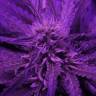 семена конопли курьером Kaboom aka La Reina de Africa feminised Kannabia Seeds