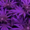 семена конопли в России Kaboom aka La Reina de Africa feminised Kannabia Seeds