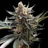 семена конопли в фирменной упаковке Tangie regular Reserva Privada
