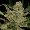 семена сортовой конопли Hindu Kush feminised