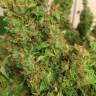 семена конопли элитных сортов Auto Blue Diesel feminised