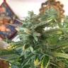 семена конопли в интернете Auto Blue Diesel feminised