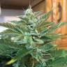 семена конопли гидропоники Auto Blue Diesel feminised
