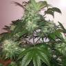 семена конопли дешево Auto Blue Diesel feminised