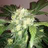 семена конопли с доставкой Auto Blue Diesel feminised