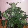 семена индийской конопли Auto Blue Diesel feminised