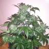 мощные семена конопли Auto Blue Diesel feminised