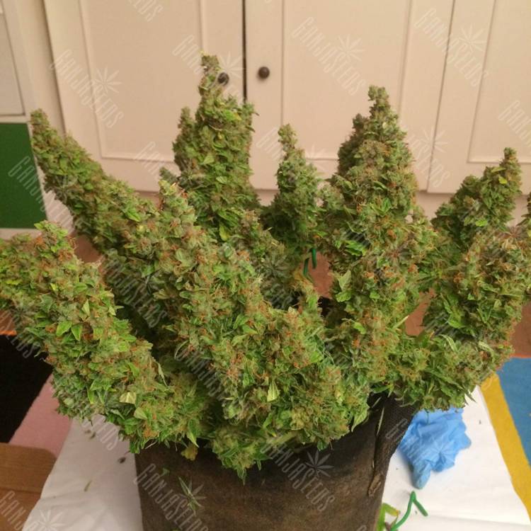 семена конопли интернет магазин Auto Blue Diesel feminised