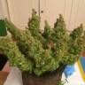 семена конопли интернет магазин Auto Blue Diesel feminised
