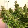 автоцветущие семена конопли Auto Blue Diesel feminised