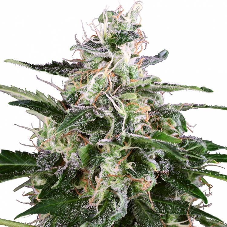 купить семена конопли Snow White Amsterdam feminised