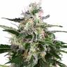 купить семена конопли Snow White Amsterdam feminised