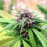 купить семена конопли Hollands Hope regular Dutch Passion Seeds