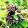 семена конопли f1 в оригинальной упаковке Hollands Hope regular Dutch Passion Seeds