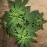 семена конопли сорта сатива Sativa Dream (LOL) feminised Kannabia Seeds