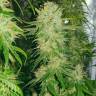 заказать на сайте семена конопли Haze 1 regular Nirvana Seeds