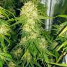 где можно заказать семена конопли Haze 1 regular Nirvana Seeds