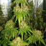 хорошие семена конопли Haze 1 regular Nirvana Seeds