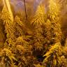 заказать качественные семена конопли Haze 1 regular Nirvana Seeds