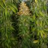конопля семена сорта заказать Haze 1 regular Nirvana Seeds