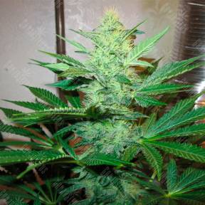 G13 Haze feminised Ganja Seeds