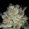 семена конопли в оригинальных упаковках Snow Ryder feminised