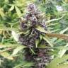 семена конопли аутдор Purple OG feminised