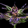 семена конопли с доставкой Purple OG feminised