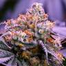 мощные семена конопли Purple OG feminised