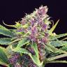 семена конопли интернет магазин Purple OG feminised