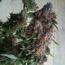 семена конопли f1 в оригинальной упаковке Purple OG feminised