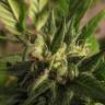Cheex feminised Seedmakers Seeds