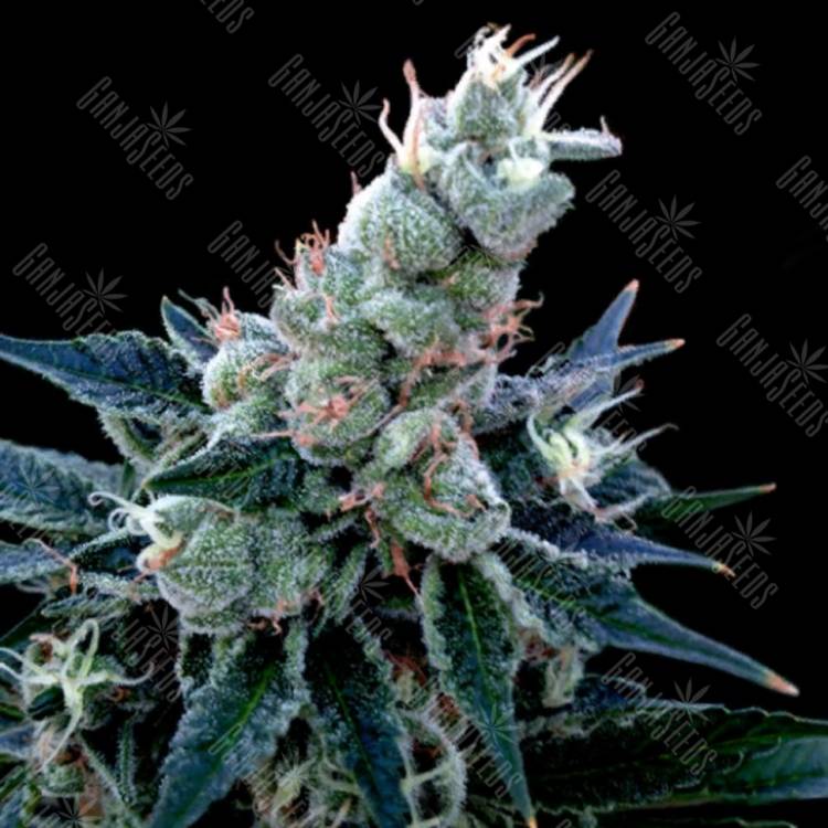 семена конопли курьером Double Alien 18 feminised DNA Genetics