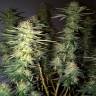 заказ семян конопли Москва Hawaii Maui Waui regular Nirvana Seeds