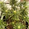 заказ семян конопли Спб Hawaii Maui Waui regular Nirvana Seeds