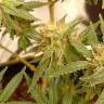 где можно заказать семена конопли Hawaii Maui Waui regular Nirvana Seeds