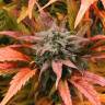 семена конопли гидропоники Auto Amnesia Haze feminised Royal Queen
