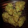 мощные семена конопли Amnesia Vip feminised VIP Seeds