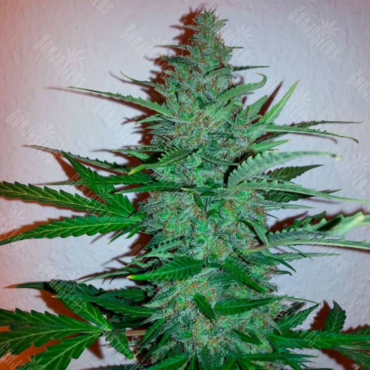 мощные семена конопли Early Skunk feminised