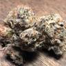 семена конопли недорого Early Skunk feminised