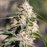 заказать на сайте семена конопли Big Bud feminised заказать на сайте семена конопли Big Bud feminised