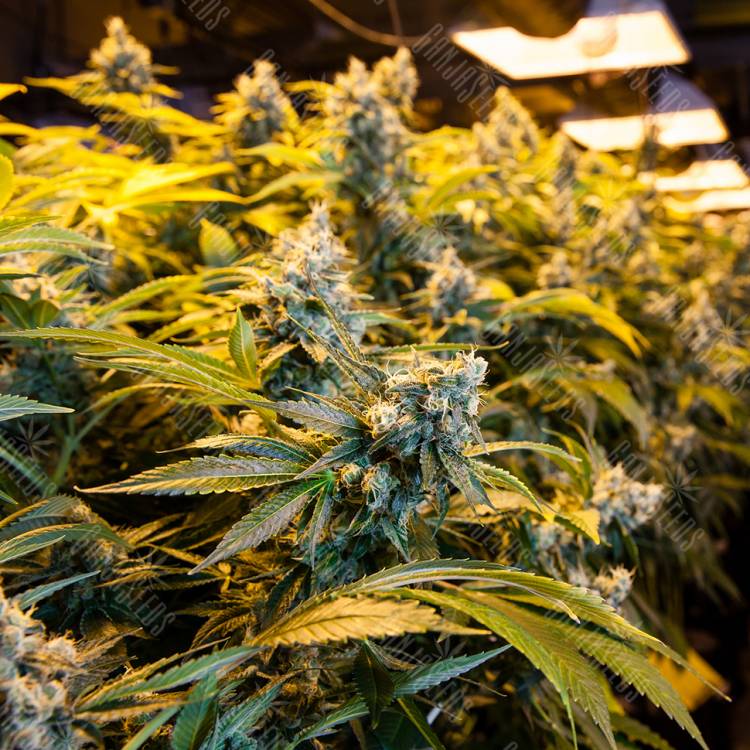 где можно заказать семена конопли Big Bud feminised где можно заказать семена конопли Big Bud feminised