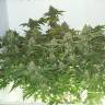 семена конопли интернет магазин Big Chuy feminised Bang Seeds