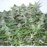 семена конопли f1 в оригинальной упаковке Big Chuy feminised Bang Seeds