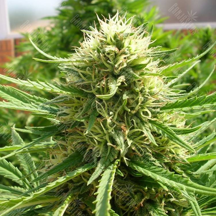 качественные семена конопли Auto Dr. Grinspoon regular