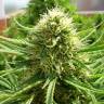 качественные семена конопли Auto Dr. Grinspoon regular