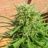 урожайные семена конопли Auto Dr. Grinspoon regular