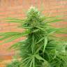 семена конопли в оригинальных упаковках Auto Dr. Grinspoon regular