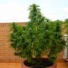 регулярные семена конопли купить Auto Dr. Grinspoon regular